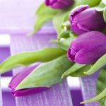 ---purple-tulip-hd-11427