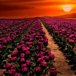 purple-tulips-2880x1800-sunset-garden-hd-5512