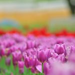 ---purple-tulips-flowers-photo-16333