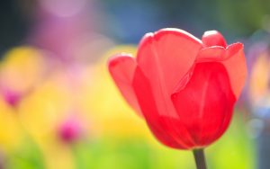 ---red-tulip-16410