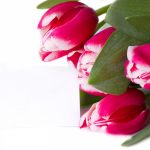 red-tulips-2880x1800-bouquet-5k-4483