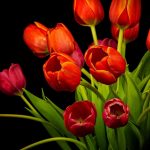 red-tulips-2880x1800-hd-4k-3928