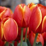 red-tulips-2880x1800-hd-5k-3530