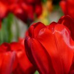 red-tulips-2880x1800-spring-macro-hd-4k-2267