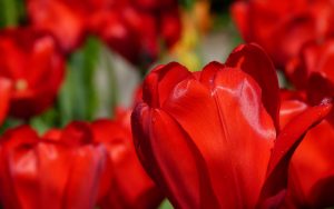 red-tulips-2880x1800-spring-macro-hd-4k-2267