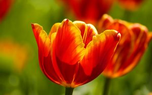 ---red-tulips-wallpaper-11576