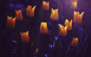 ---shining-yellow-tulips-16603