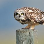 ---short-eared-owl-bird-552