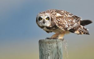 ---short-eared-owl-bird-552