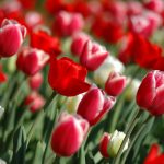 ---spring-tulips-screensavers-12117