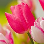 ---stunning-pink-tulips-12220