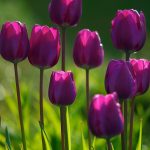 ---summer-purple-tulips-12259