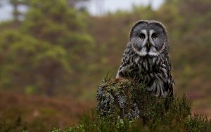 ---the-great-gray-owl-tree-stump-16934