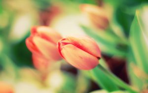 ---tulip-buds-pictures-12569