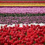 ---tulip-fields-12570