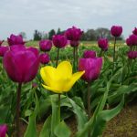 ---tulip-fields-12571