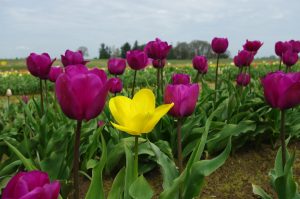 ---tulip-fields-12571