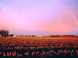 ---tulip-fields-12572