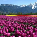 ---tulip-fields-12573