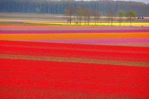 ---tulip-fields-12574