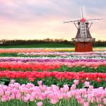 ---tulip-fields-17008