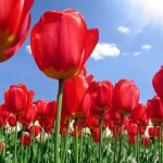 ---tulip-flower-backgrounds-17009