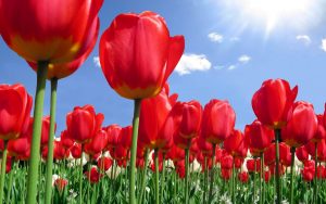 ---tulip-flower-backgrounds-17009