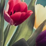 tulip-flowers-2880x1800-red-purple-yellow-tulips-4k-1727