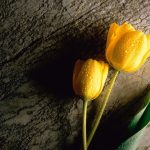 ---tulip-wet-drops-wallpaper-12576