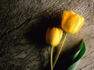 ---tulip-wet-drops-wallpaper-12576