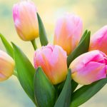 tulips-2880x1800-bouquet-flora-5k-3624