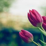 tulips-2880x1800-buds-5k-6298