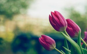 tulips-2880x1800-buds-5k-6298