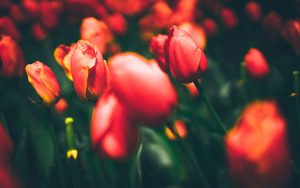 tulips-2880x1800-flora-bloom-hd-4k-8k-2632