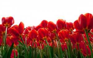 tulips-2880x1800-red-flowers-hd-4k-5534