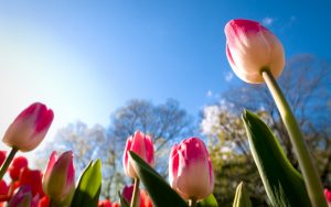 tulips-2880x1800-sunny-day-summer-4k-5959