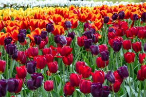 tulips-3000x2000-colorful-hd-5636