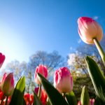 tulips-3648x2736-sunny-day-summer-4k-5959