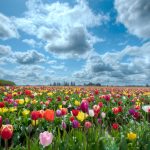 ---tulips-field-12577