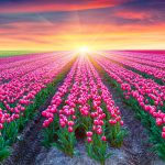 tulips-field-2880x1800-pink-tulips-netherlands-sunrise-beautiful-5k-1769