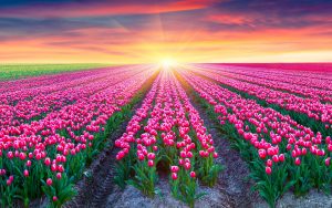 tulips-field-2880x1800-pink-tulips-netherlands-sunrise-beautiful-5k-1769