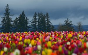 ---tulips-field-hd-17012