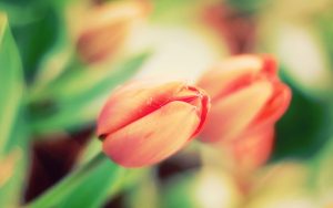 ---tulips-floral-17013