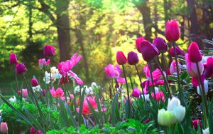 ---tulips-flower-garden--12578