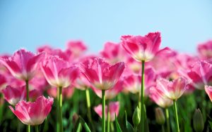 ---tulips-flower-garden-12579