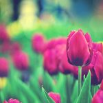 ---tulips-flowers-bokeh-12580