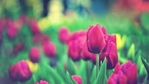 ---tulips-flowers-bokeh-12580