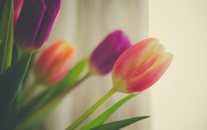 ---tulips-macro-12581