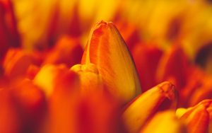 ---tulips-orange-macro-flowers-buds-17014