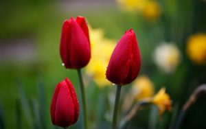 ---tulips-red-drops-focus-nature-flowers-macro-12582